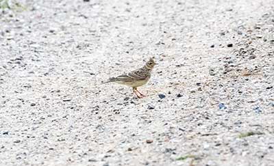 Eurasian Skylark