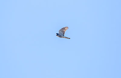 Eurasian Sparrowhawk