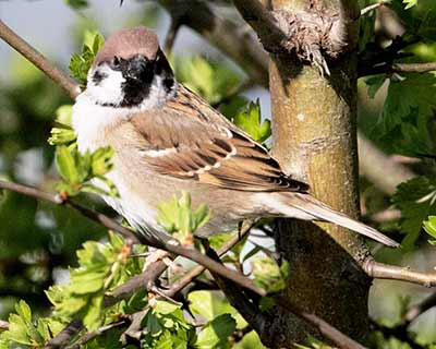 Eurasian Tree Sparrow