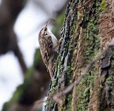 Eurasian Treecreeper