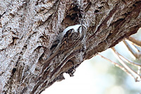 Eurasian Treecreeper