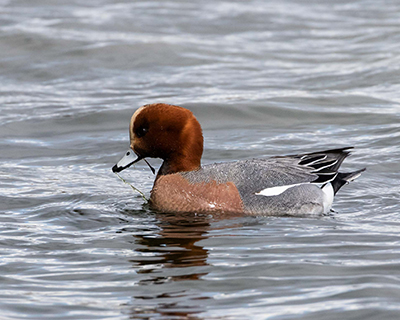 Eurasian Wigeon
