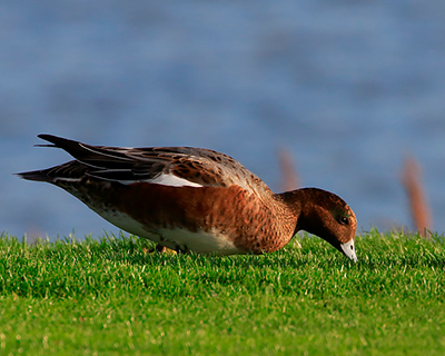 Eurasian Wigeon