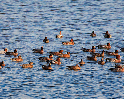 Eurasian Wigeon