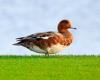 Eurasian Wigeon