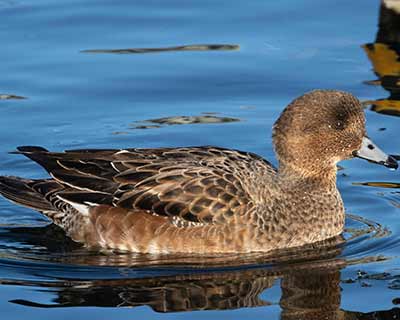 Eurasian Wigeon