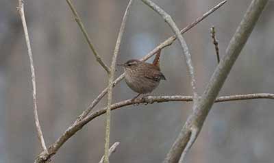 Eurasian Wren