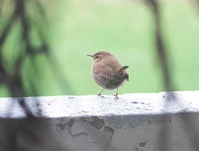 Eurasian Wren