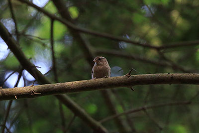 Eurasian Wren