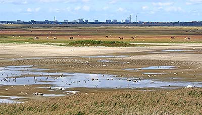 European Golden-Plover
