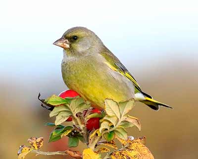 European Greenfinch