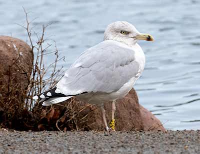European Herring Gull