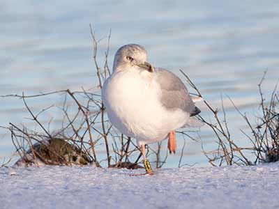 European Herring Gull