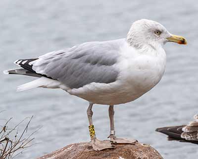 European Herring Gull