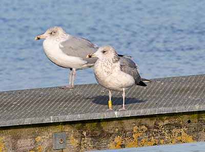 European Herring Gull