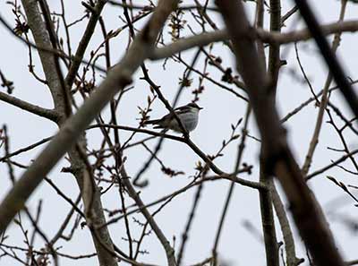 European Pied Flycatcher