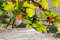European Robin