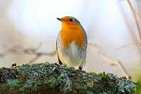 European Robin