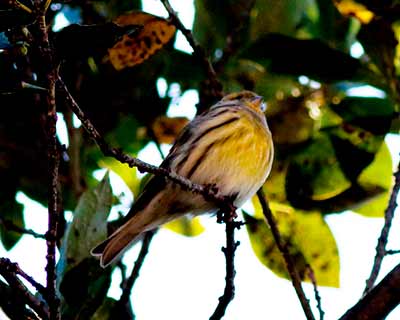 European Serin