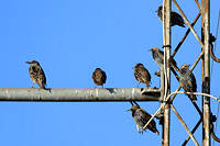 European Starling