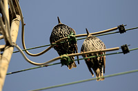 European Starling
