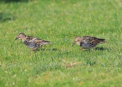 European Starling