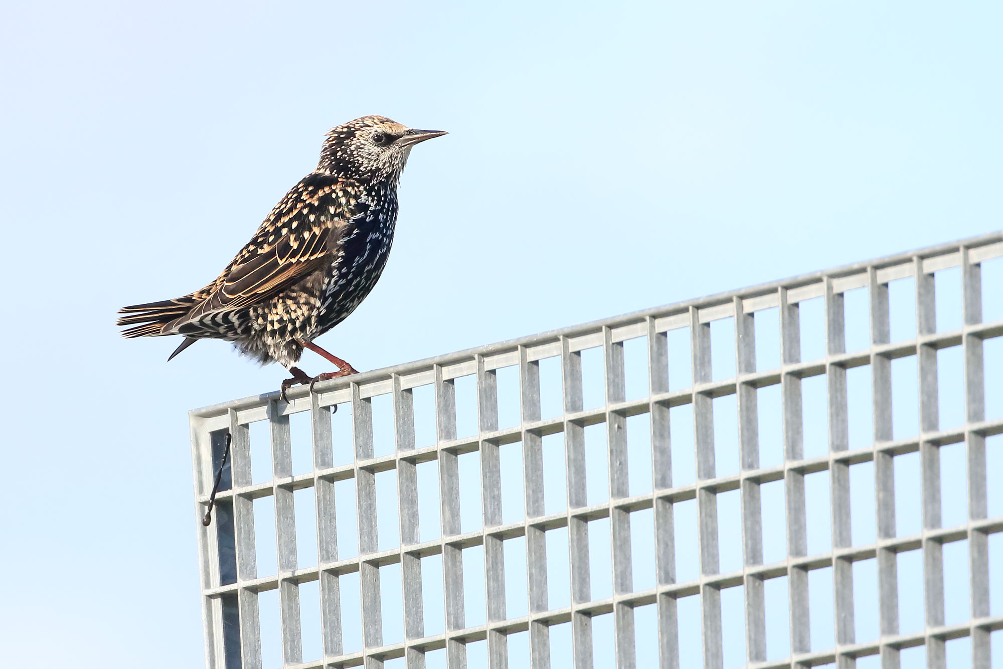 European Starling