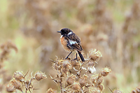 European Stonechat
