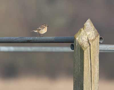 European Stonechat