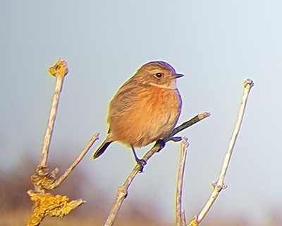 Sortstrubet Bynkefugl