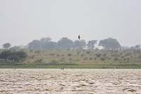 Forster's Tern