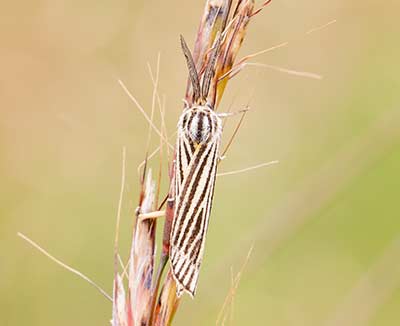 Feathered Footman