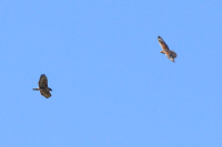 Ferruginous Hawk