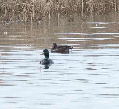 Ferruginous Duck