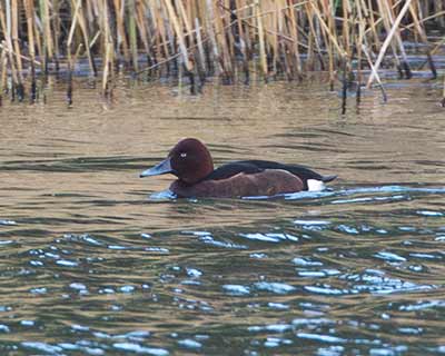 Ferruginous Duck