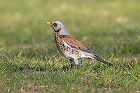 Fieldfare