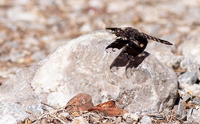 Filigree Skimmer
