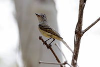 Flammulated Flycatcher