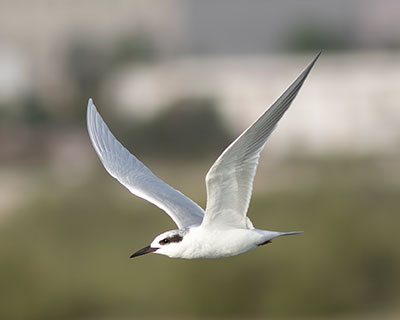 Forster's Tern