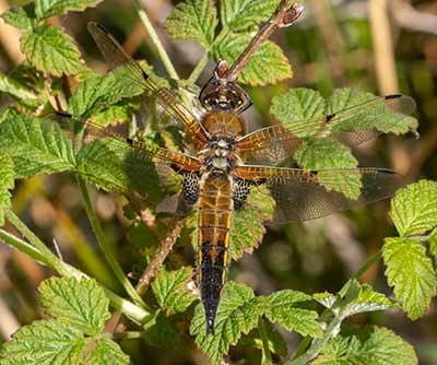 Four-spotted Chaser