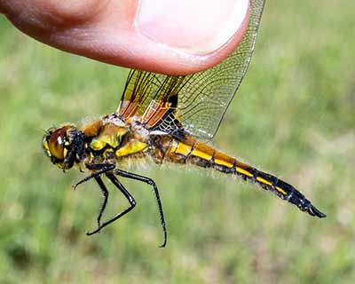 Four-spotted Chaser (Libellula quadrimaculata) [Kalvebod Fælled, Denmark]