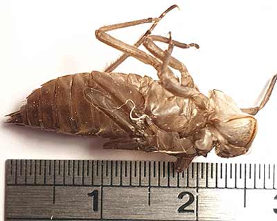 Four-spotted Chaser (Libellula quadrimaculata) [Amager Fælled, Denmark]