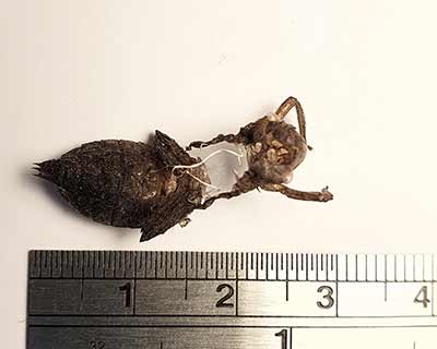 Four-spotted Chaser (Libellula quadrimaculata) [Toggerup Tørvemose (Grib skov), Denmark]