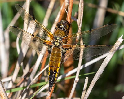 Four-spotted Chaser