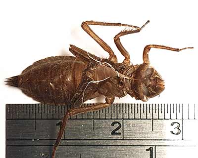 Four-spotted Chaser (Libellula quadrimaculata) [Store Hareskov (nordsjælland), Denmark]