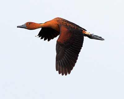 Fulvous Whistling-Duck