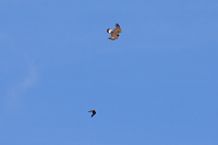 Golden Eagle