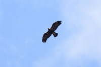 Golden Eagle