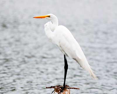 Great Egret