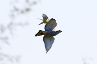 Gray Hawk